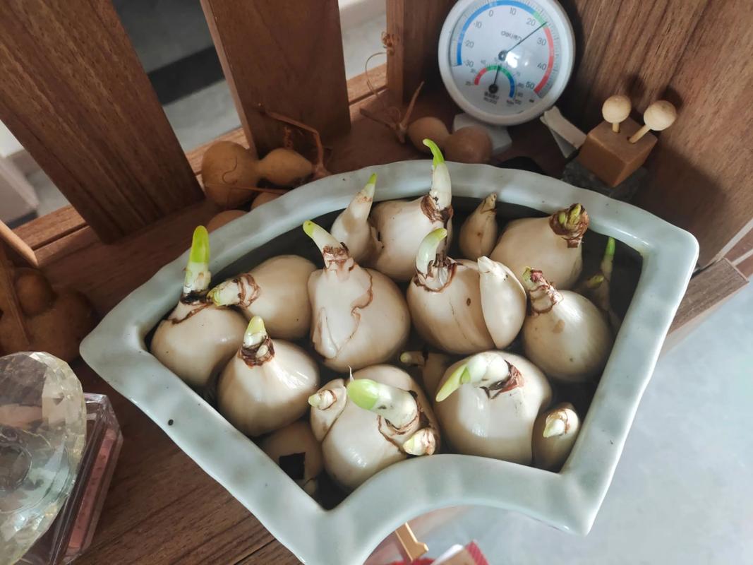 水培大蒜烂根了怎么救？-第3张图片-吾爱花网