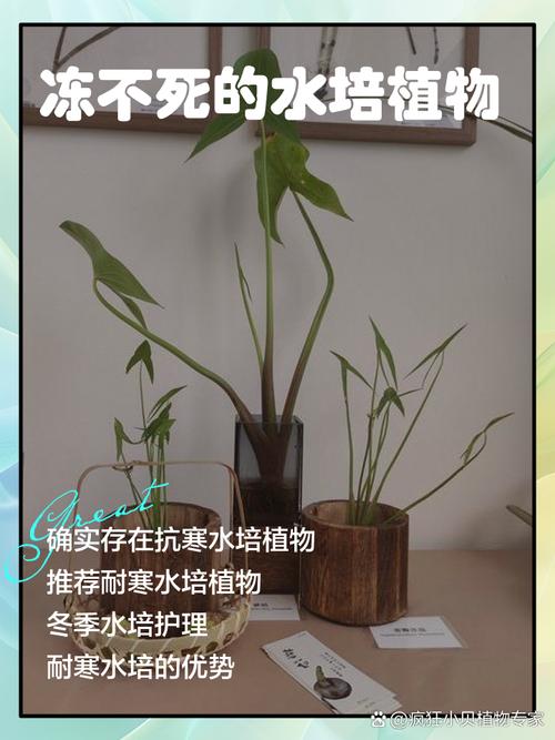 水培植物不生长的原因-第1张图片-吾爱花网