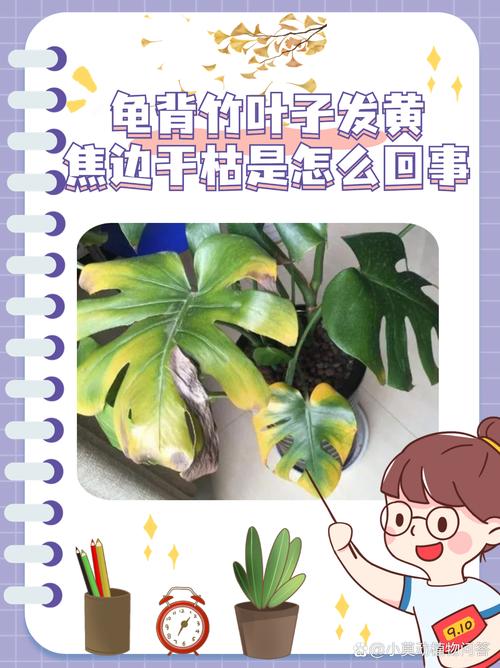 水培植物不生长的原因-第2张图片-吾爱花网