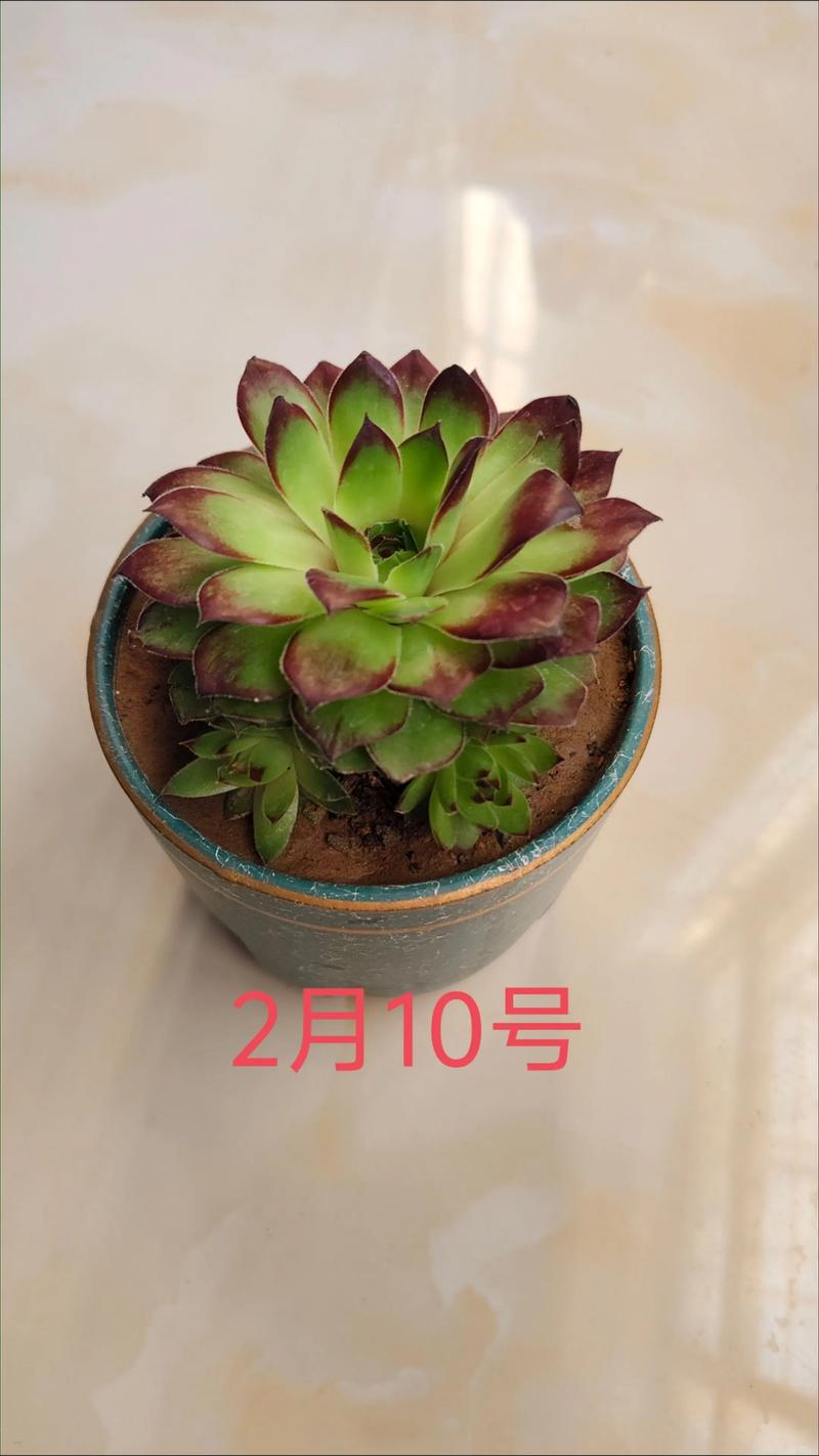 多肉出苗后如何养护管理？-第1张图片-吾爱花网