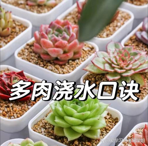 多肉幼苗浇水怎么浇才合适？-第1张图片-吾爱花网