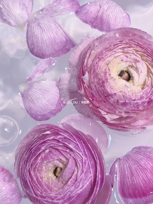 紫色洋葱状水培植物是什么？-第2张图片-吾爱花网
