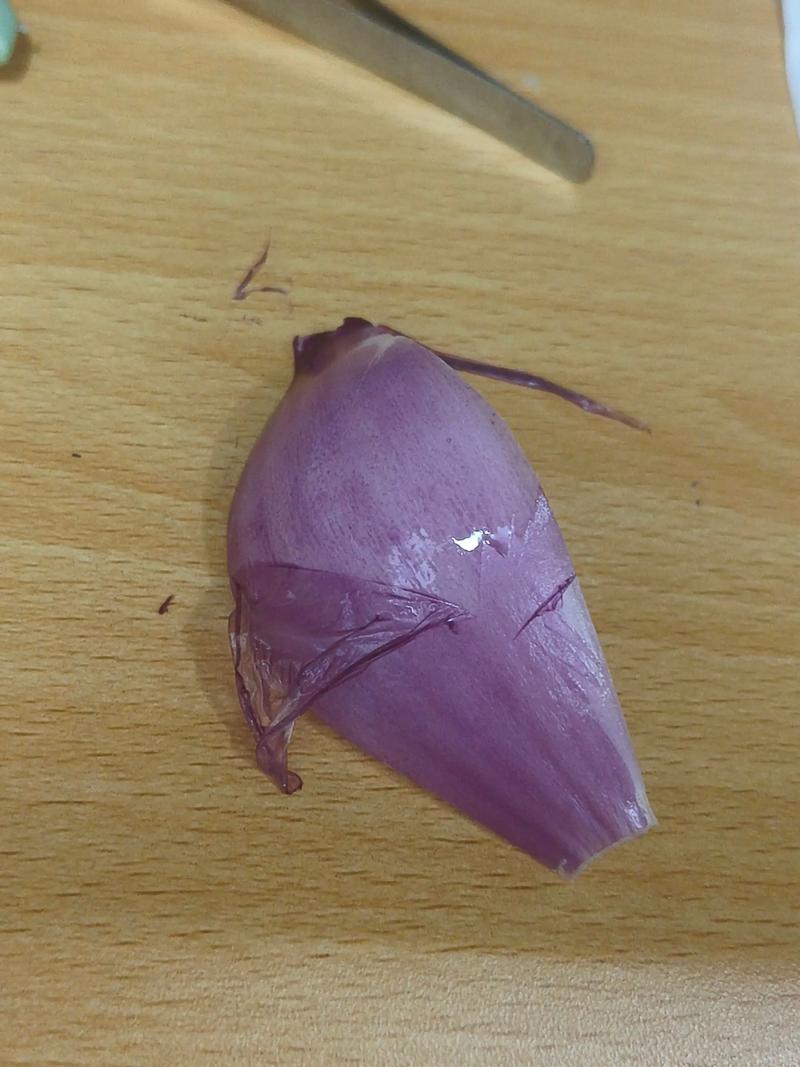 紫色洋葱状水培植物是什么？-第1张图片-吾爱花网