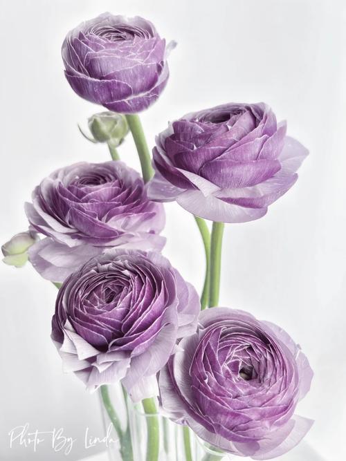 紫色洋葱状水培植物是什么？-第3张图片-吾爱花网