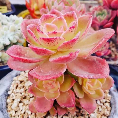 巨型多肉图片,究竟有多震撼?-第1张图片-吾爱花网 巨型多肉图片,究竟有多震撼?-第1张图片-吾爱花网