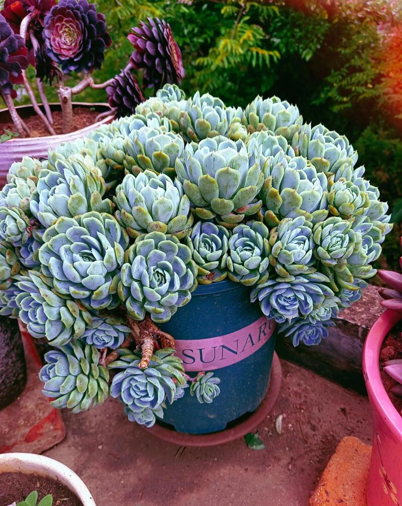 巨型多肉图片,究竟有多震撼?-第2张图片-吾爱花网 巨型多肉图片,究竟有多震撼?-第2张图片-吾爱花网