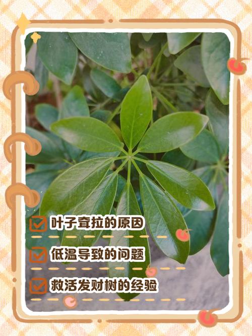 为什么盆栽叶子下垂了-第1张图片-吾爱花网