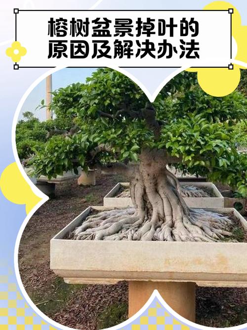 为什么盆栽叶子下垂了-第2张图片-吾爱花网