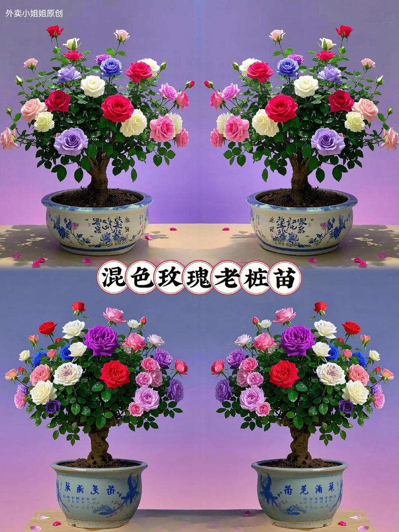 盆栽玫瑰图片大全大图有哪些？-第2张图片-吾爱花网