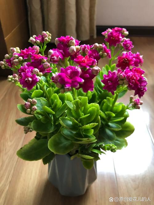 哪些盆栽花好看？图片大全有哪些推荐？-第1张图片-吾爱花网