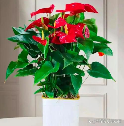哪些盆栽花好看？图片大全有哪些推荐？-第2张图片-吾爱花网