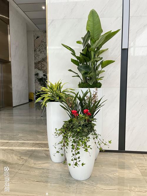 杭州滨江哪里能买到盆栽？-第2张图片-吾爱花网