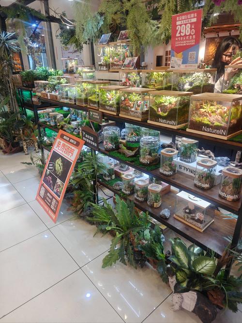 杭州滨江哪里能买到盆栽？-第3张图片-吾爱花网