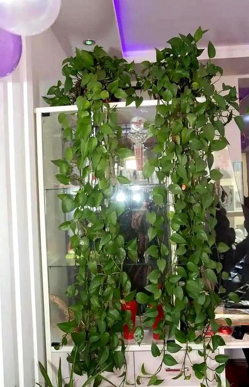 水培绿萝多久能爬满墙-第1张图片-吾爱花网