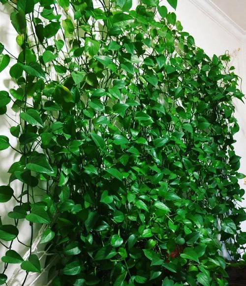 水培绿萝多久能爬满墙-第2张图片-吾爱花网