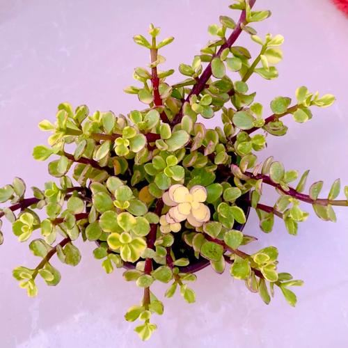 雅乐之舞嫁接多肉,成活率与养护秘诀?-第1张图片-吾爱花网 雅乐之舞嫁接多肉,成活率与养护秘诀?-第1张图片-吾爱花网