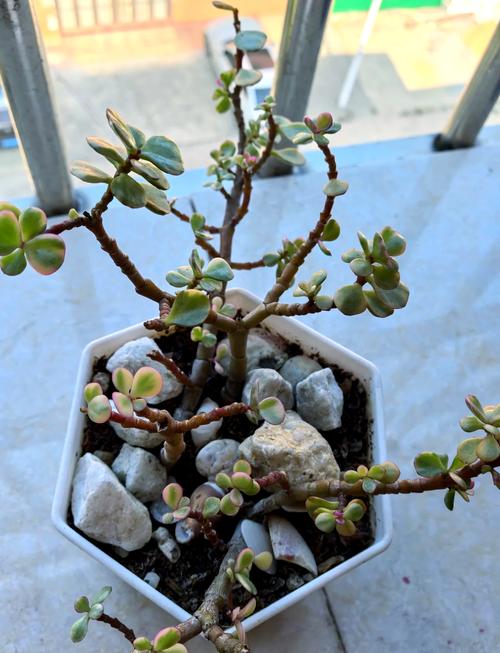 雅乐之舞嫁接多肉,成活率与养护秘诀?-第2张图片-吾爱花网 雅乐之舞嫁接多肉,成活率与养护秘诀?-第2张图片-吾爱花网