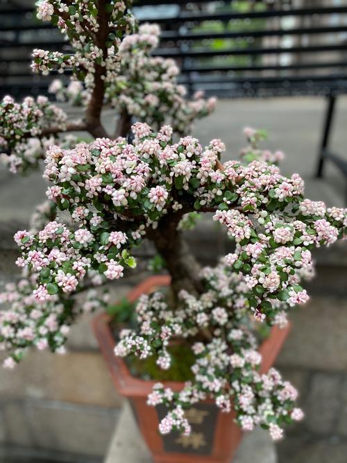 雅乐之舞嫁接多肉，成活率与养护秘诀？-第3张图片-吾爱花网