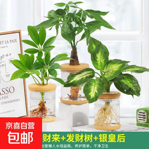 盆栽银皇后可以水培吗-第1张图片-吾爱花网