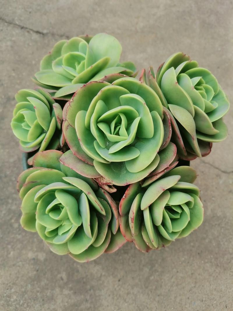 碧桃多肉怎么养？养护要点有哪些？-第1张图片-吾爱花网