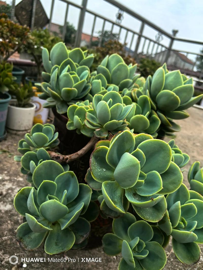 碧桃多肉怎么养？养护要点有哪些？-第2张图片-吾爱花网