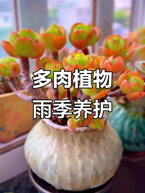 碧桃多肉怎么养？养护要点有哪些？-第3张图片-吾爱花网