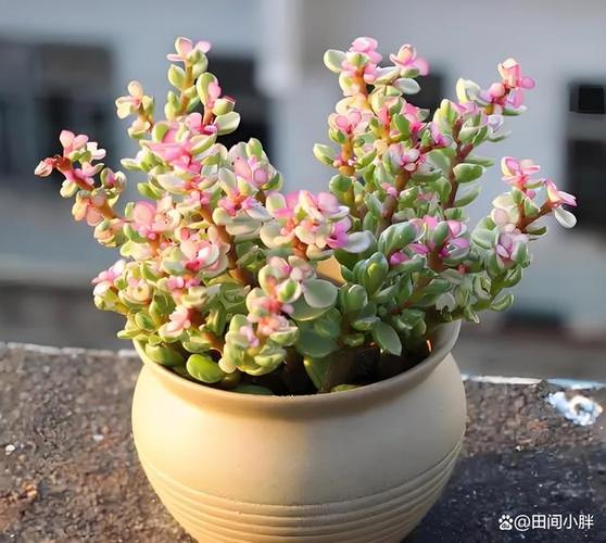 法兰之舞怎么养？-第1张图片-吾爱花网