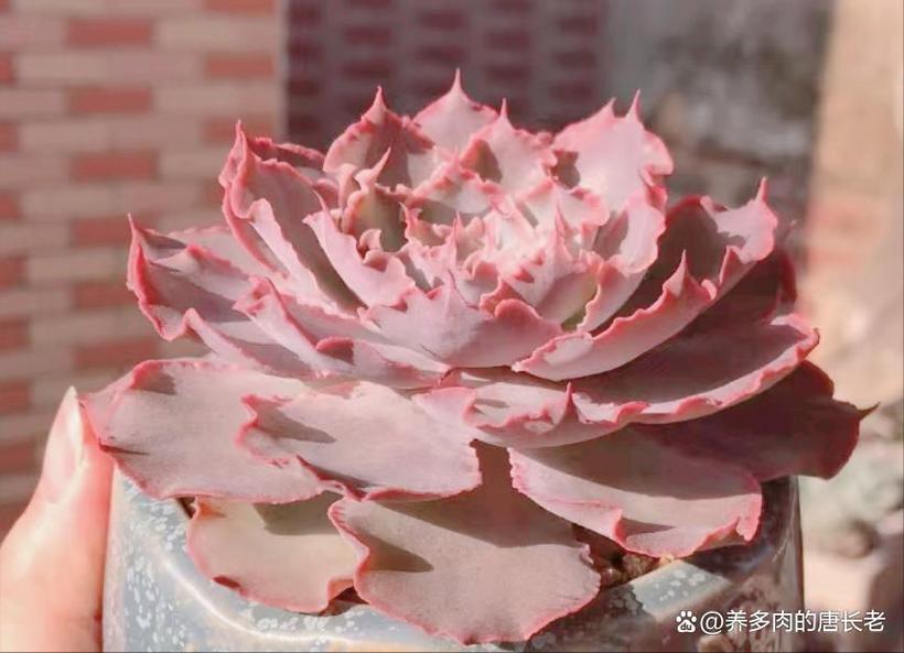 法兰之舞怎么养？-第2张图片-吾爱花网