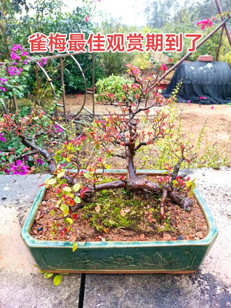 盆栽红梅开花小是什么原因导致的？-第2张图片-吾爱花网