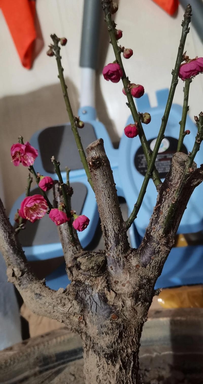 盆栽红梅开花小是什么原因导致的？-第1张图片-吾爱花网
