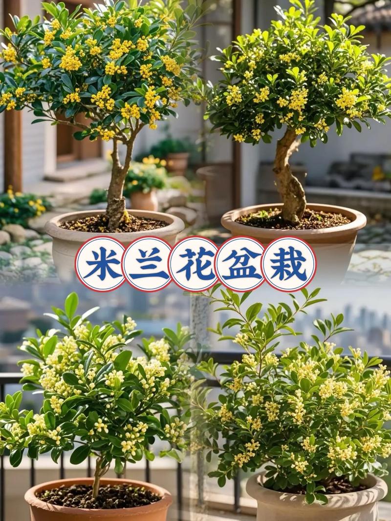 米兰花水插能生根吗？-第2张图片-吾爱花网