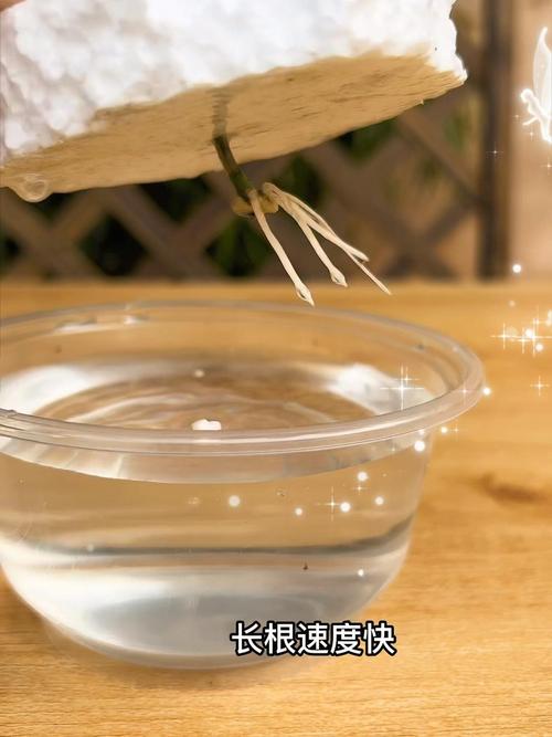 米兰花水插能生根吗？-第3张图片-吾爱花网