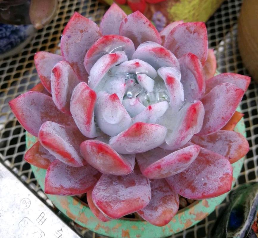 芙蓉雪莲多肉扦插怎么操作？-第1张图片-吾爱花网