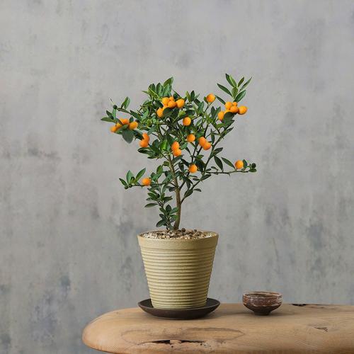 金桔盆栽施肥时间怎么选？-第1张图片-吾爱花网