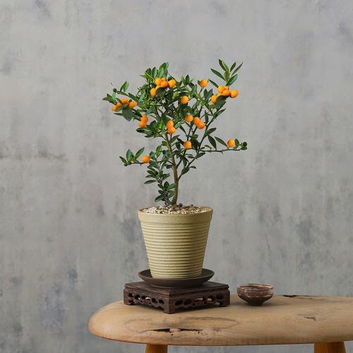 金桔盆栽施肥时间怎么选？-第2张图片-吾爱花网