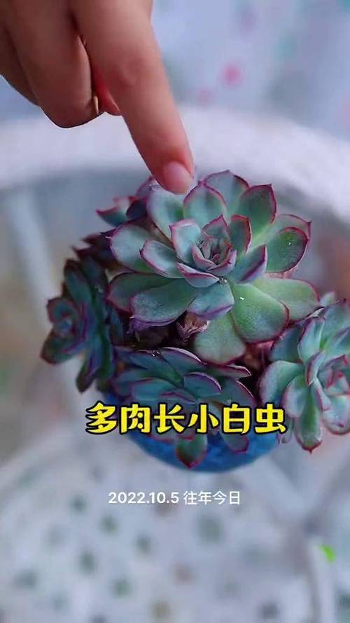 多肉土里白色虫子是什么?怎么除?-第3张图片-吾爱花网 多肉土里白色虫子是什么?怎么除?-第3张图片-吾爱花网