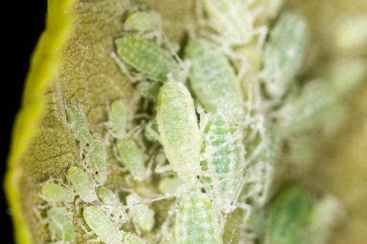 多肉土里白色虫子是什么?怎么除?-第2张图片-吾爱花网 多肉土里白色虫子是什么?怎么除?-第2张图片-吾爱花网