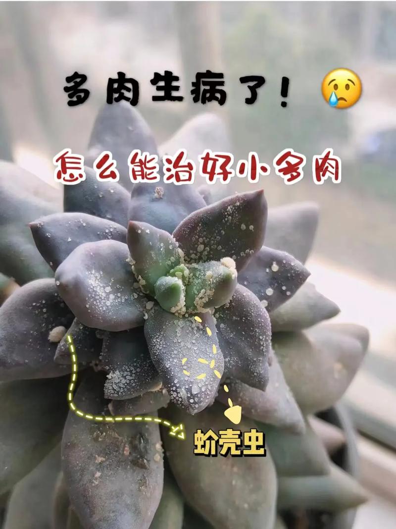 多肉土里白色虫子是什么?怎么除?-第1张图片-吾爱花网 多肉土里白色虫子是什么?怎么除?-第1张图片-吾爱花网