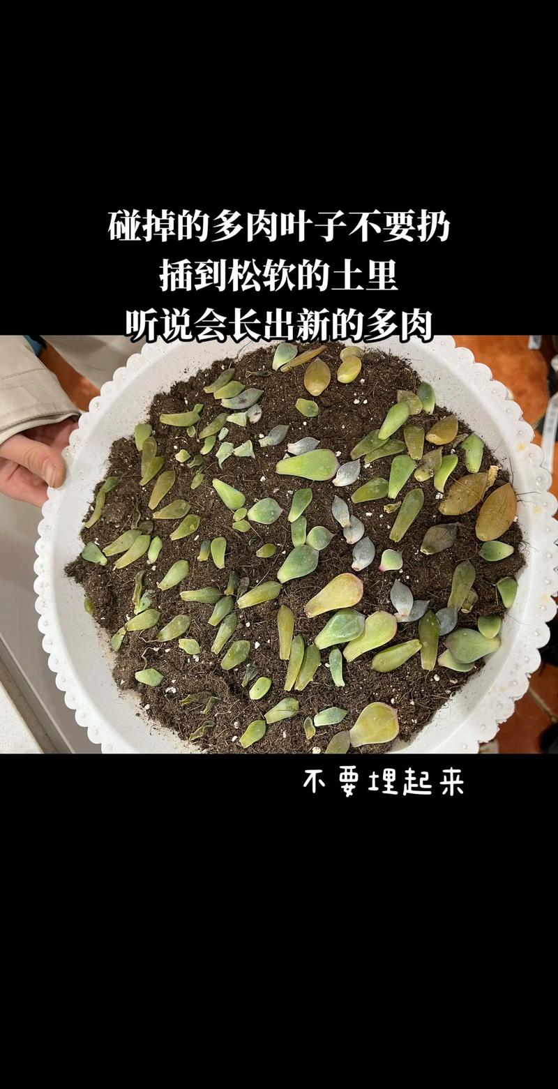 多肉叶片掉了如何成功培植？-第1张图片-吾爱花网