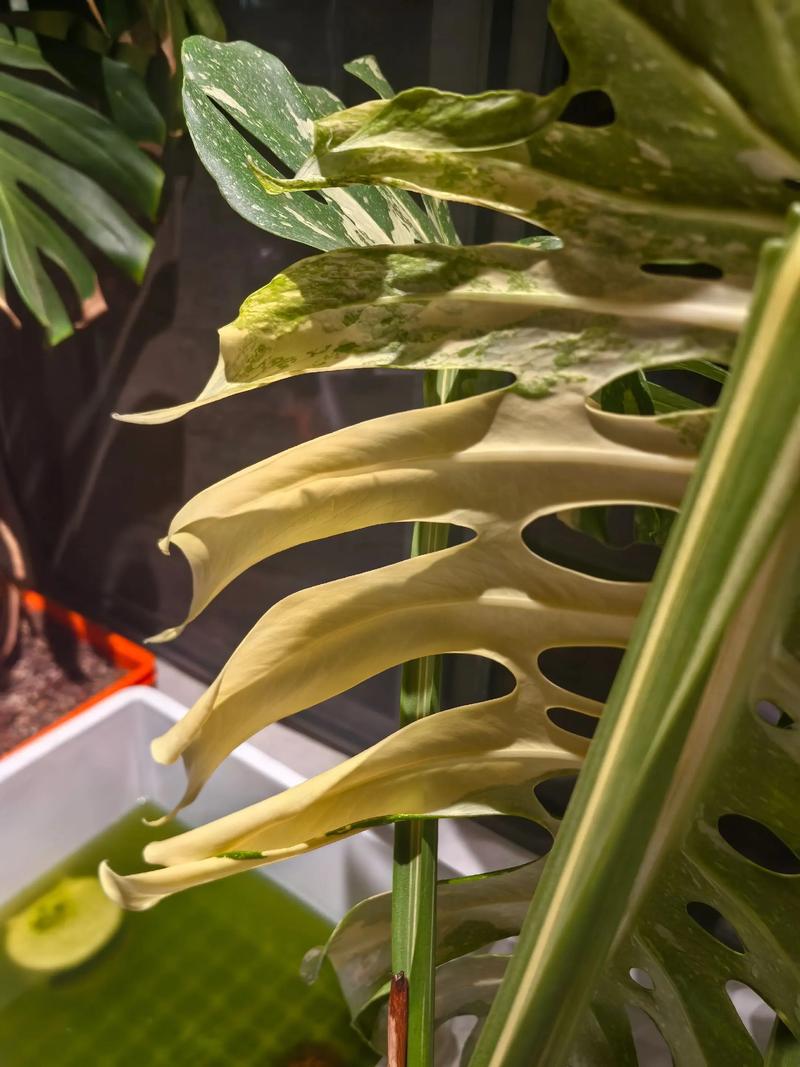 盆栽叶子内卷是缺水还是缺光？-第1张图片-吾爱花网