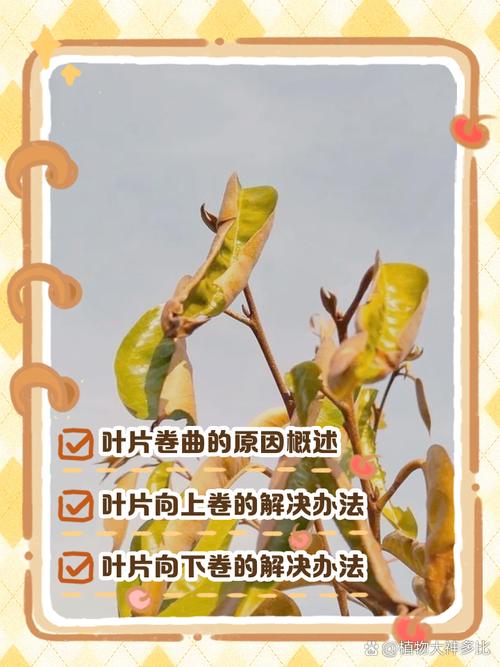 盆栽叶子内卷是缺水还是缺光？-第2张图片-吾爱花网