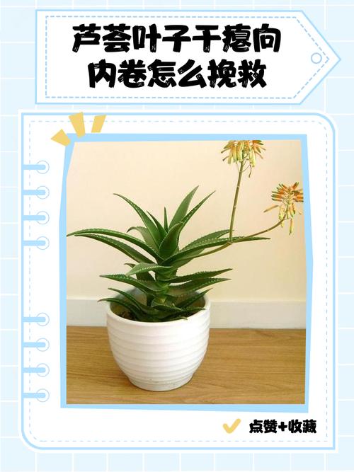 盆栽叶子内卷是缺水还是缺光？-第3张图片-吾爱花网