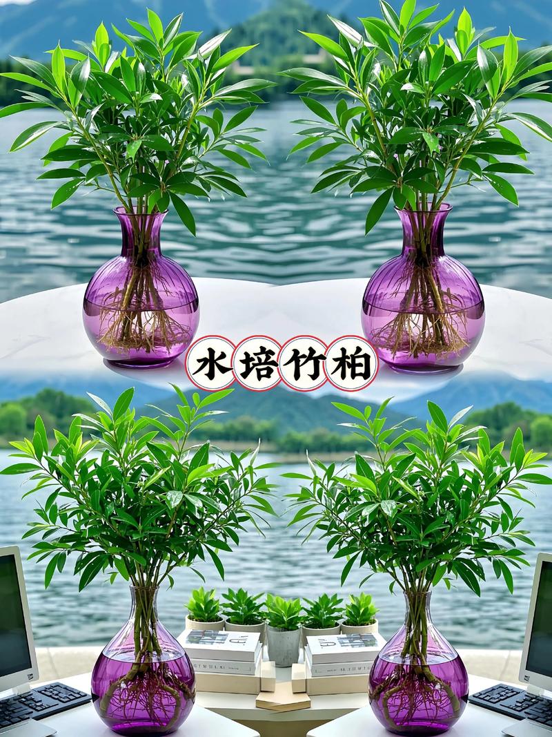 周公解梦，梦见水培植物预示什么？-第3张图片-吾爱花网