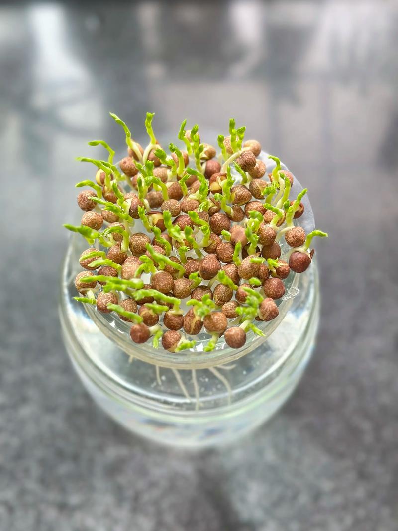 水培植物有哪些？-第2张图片-吾爱花网