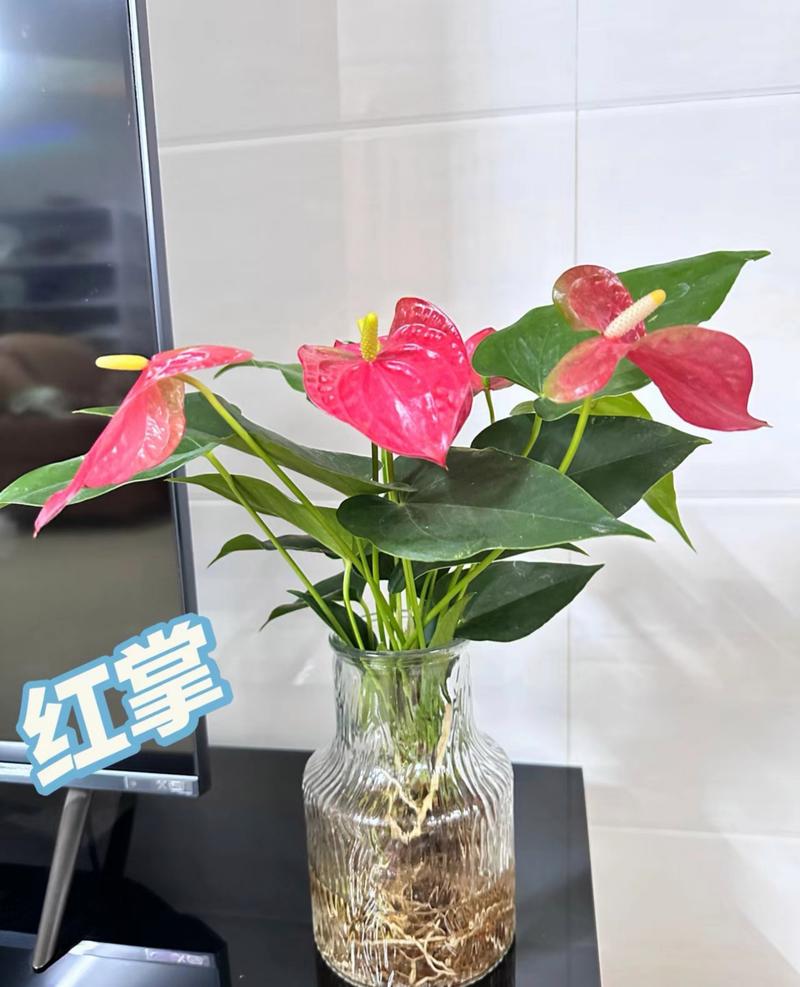 水培植物有哪些？-第3张图片-吾爱花网