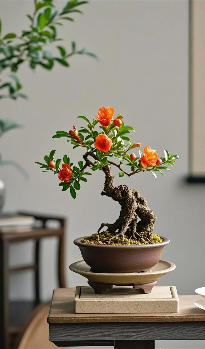 石榴盆栽夏天叶子落光怎么办?-第1张图片-吾爱花网 石榴盆栽夏天叶子落光怎么办?-第1张图片-吾爱花网