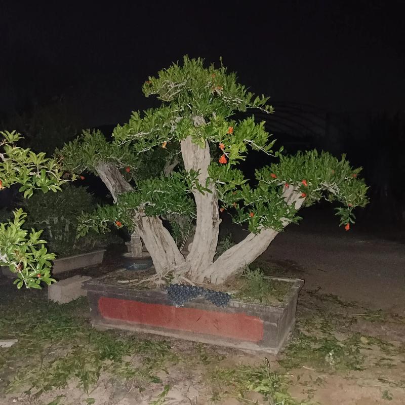 石榴盆栽夏天叶子落光怎么办?-第3张图片-吾爱花网 石榴盆栽夏天叶子落光怎么办?-第3张图片-吾爱花网