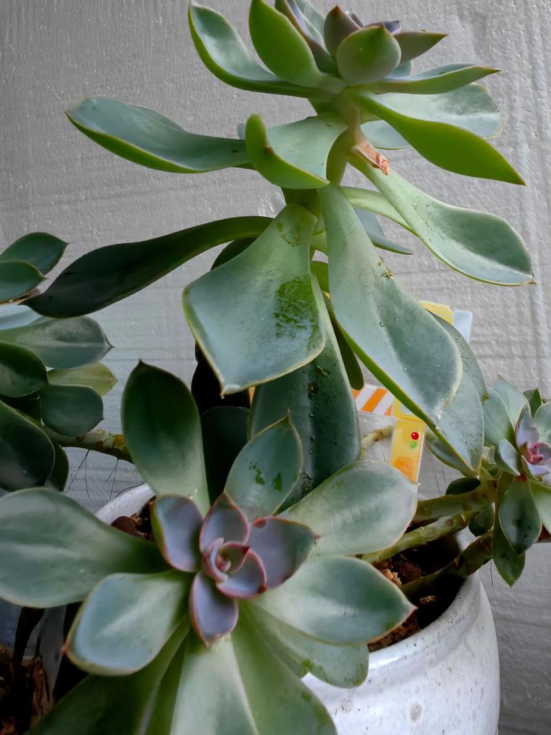 温差不足，多肉如何上色？-第1张图片-吾爱花网