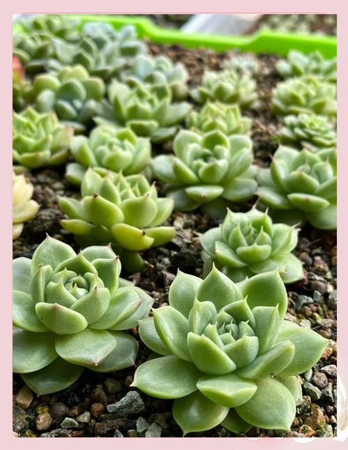 温差不足，多肉如何上色？-第3张图片-吾爱花网