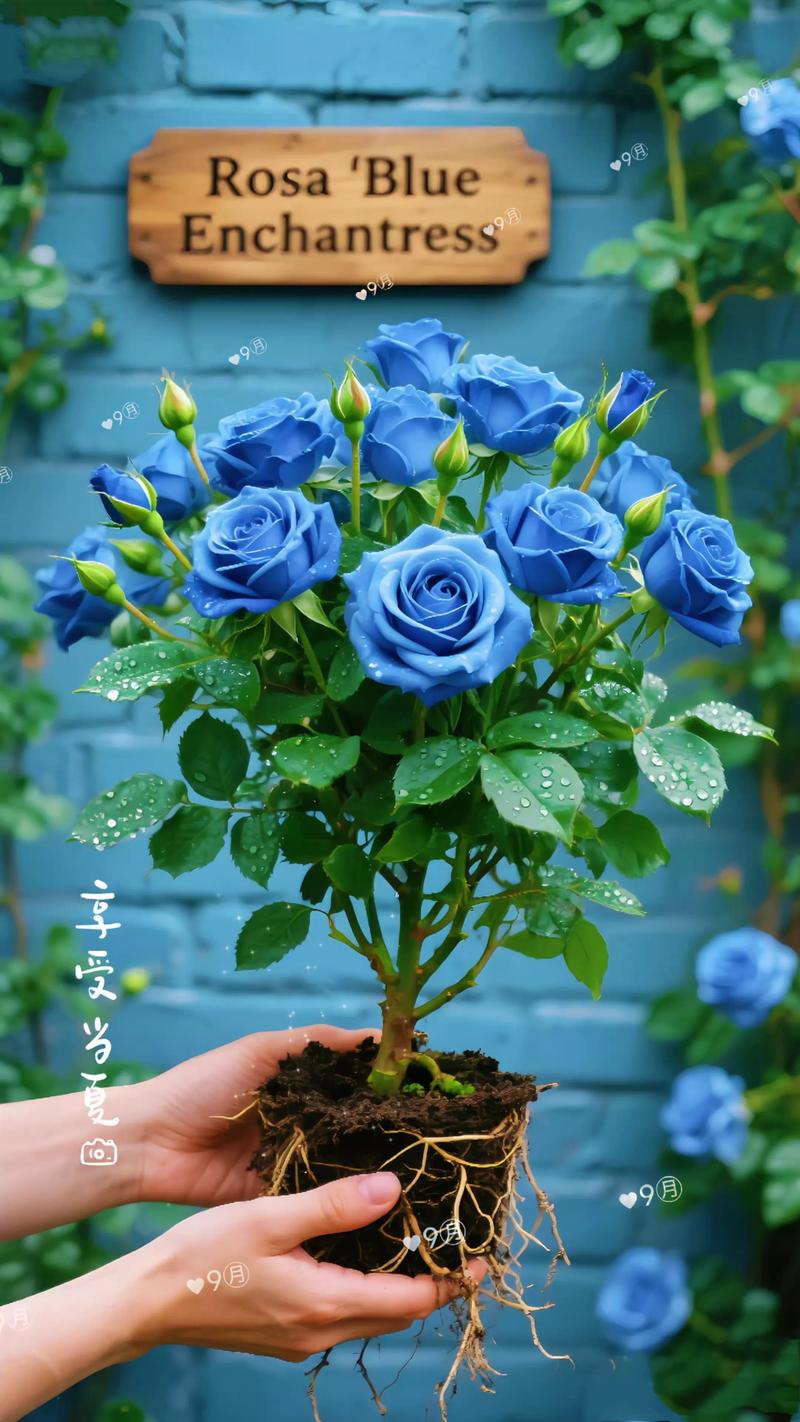 象征凄美的爱情花，盆栽里藏着什么故事？-第2张图片-吾爱花网